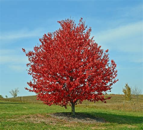 Another Perfect Plant Acer Rubrum ‘franksred Red Sunset — Land Morphology