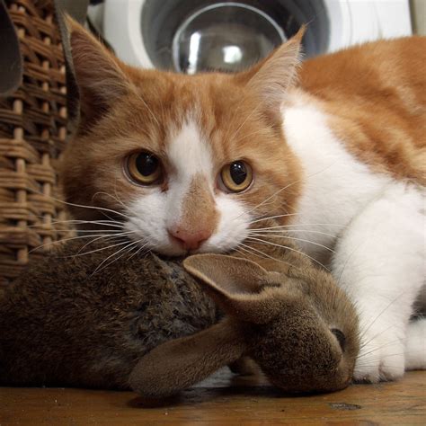 How to decrease cat allergies. cat, rabbit and washing machine | once again failing to ...