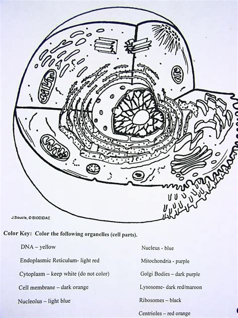Keeping a science notebook or journal is a great way to reinforce key facts! Cell Coloring Diagrams | WINNACUNNET BIOLOGY
