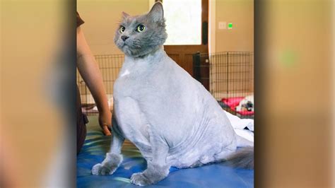 Cats with wounds and some skin diseases can benefit from being shaved because shaving makes it easier to apply medication to the affected area, and also makes it easier to keep the area clean and prevent infection. Fat Cat King Leo: Obese Feline On A Mission To Lose Weight ...