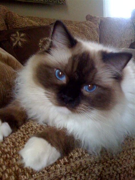 261 Best Ragdoll Cats Images On Pinterest Kitty Cats