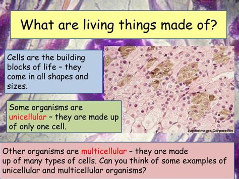 Ppt What Are Living Things Made Of Powerpoint Presentation Free
