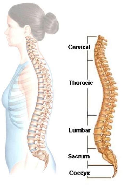 Bones of the neck picture. Does scoliosis cause back pain? Research update ...