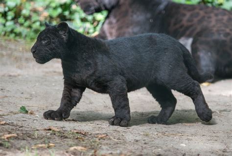 Wild Cat Wildlife Panther Black Panther Baby Animals Cubs Hd Wallpaper