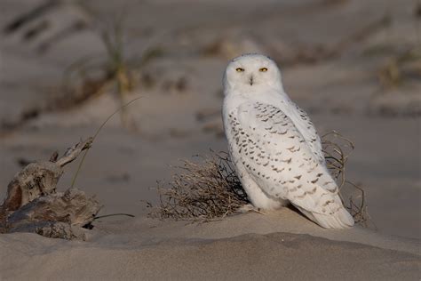 Snowy Owl Bubo Scandiacus Linnaeus 1758 ♀ Ipswich Mas Flickr