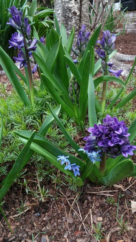 Spring Blooming Deep Purple Hyacinths Coming Up In The Garden
