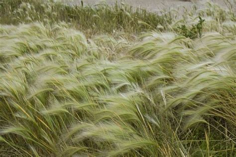 Broom Grass Plant And Nature Photos Beachs Photoblog