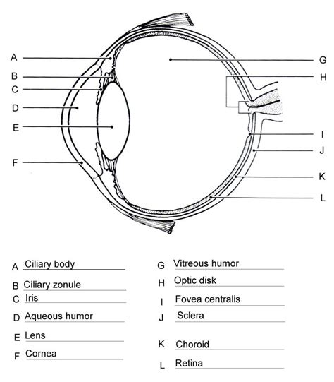 Https://tommynaija.com/worksheet/anatomy Of The Eye Worksheet Answers