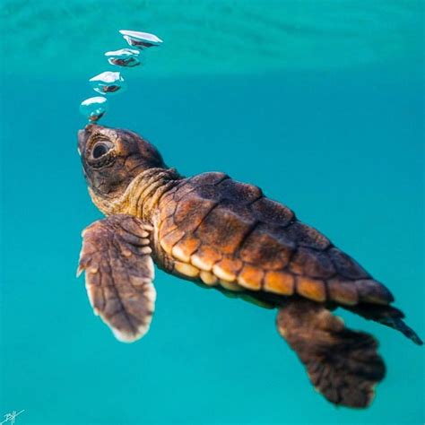 Clark Little Photography Hawaii Turtle Sea Turtle Baby Sea Turtle