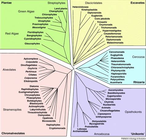 The Tree Of Eukaryotes Trends In Ecology And Evolution