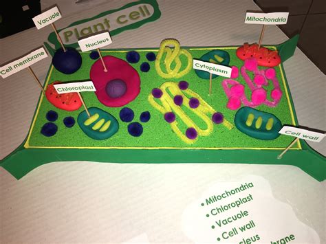 Plant Cell Model Project Shrinky Dinks Cell Models • Teacher Thrive