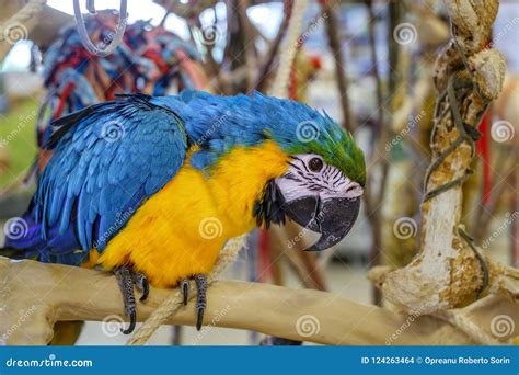Colourful Exotic Parrot For Sale At The Bird Market Stock Photo Image