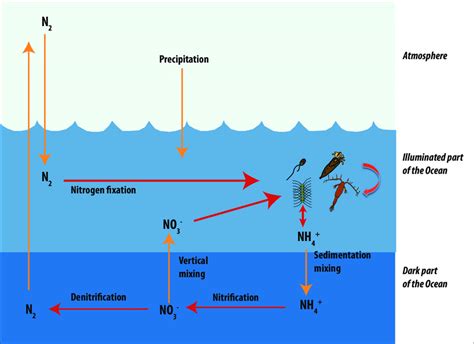 6 Schematic Overview Of The Nitrogen Cycle In The Ocean Courtesy Jm