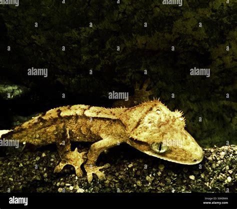 Beautiful Crested Gecko Stock Photo Alamy