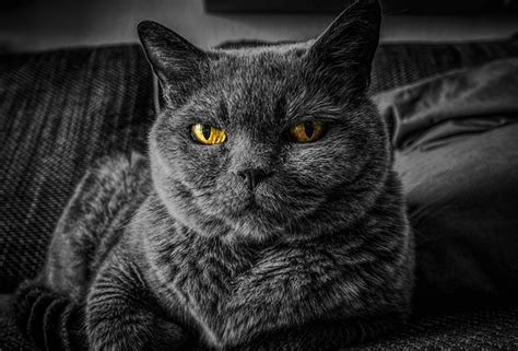 Сесиль буа, рафаэль ленгле, клара артунс и др. Pourquoi j'ai mal aux yeux quand je les bouge ...