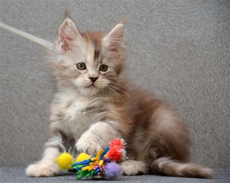 They enjoy being playful and interacting with the whole family but they also enjoy showing affection and cuddling up with the ones they love. Maine Coon Cats For Sale | San Marcos, TX #247496