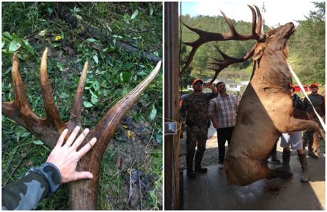 Fair Chase 400 Inch Bull Elk — In Kentucky Grand View Outdoors