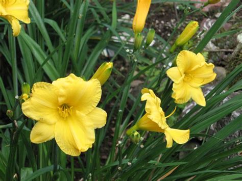 Daylilies adapt to a wide range of soils from light sand to heavy clay. Daylily Plants, How to Grow and Care for Daylilies ...