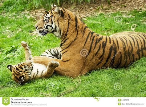 More images for tijger welp » Tijger en haar welp stock foto. Afbeelding bestaande uit ...