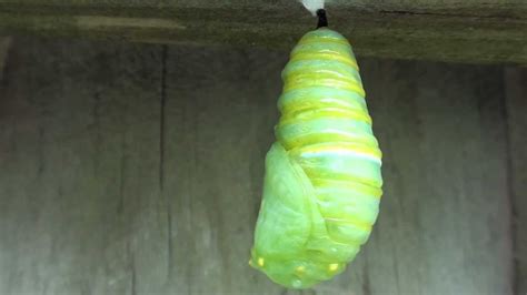 Monarch Butterfly Transformation Caterpillar To Chrysalis Youtube