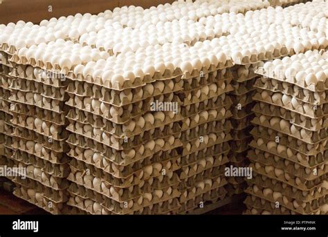 A Lot Of Chicken Eggs In The Trays Sorting Of Chicken Eggs Container