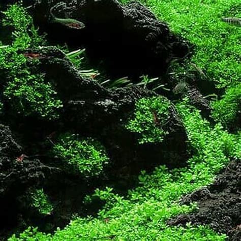 Jual Batu lava rock lava rough Aquascape Aquarium di lapak ...