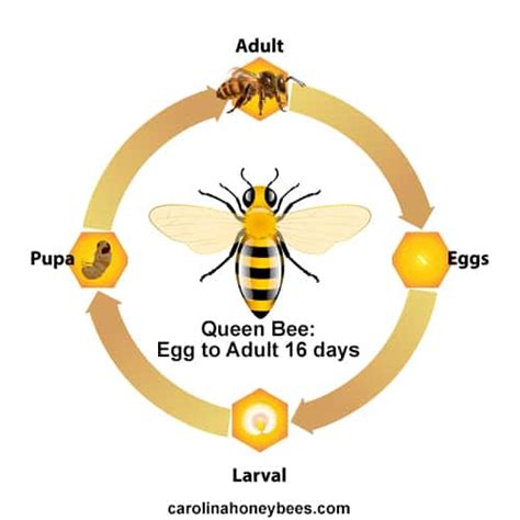 Queen Honey Bee Life Cycle