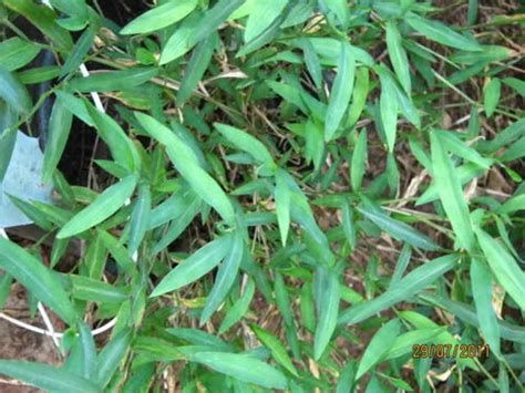 Please Identify Grass Like Bamboo