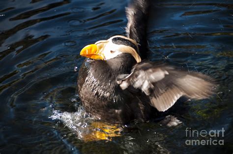 Puffin Preening Photograph By Mandy Judson