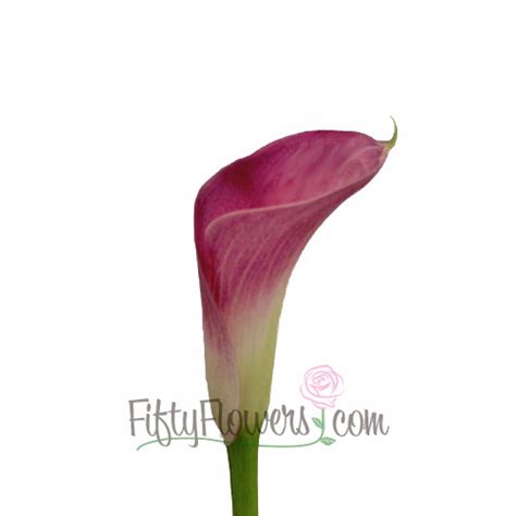 Pretty In Pink Calla Lily Flower Fiftyflowers Com