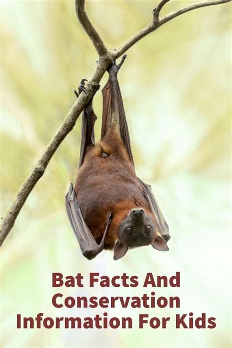 Bat Facts And Conservation Information For Kids The Homeschool
