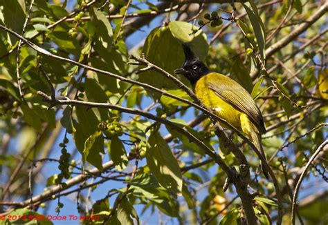 Burung kelicap kunyit siri 2.15 jun 2020подробнее. RED Door To Hunt: Laporan Senarai Burung Yang Ditemui ...