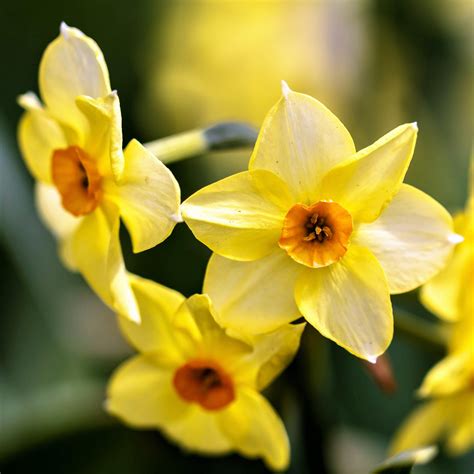 Narcissus Golden Dawn Easy To Grow Bulbs