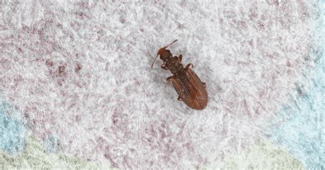 11 Common Bugs In The Bed That Are Not Bed Bugs
