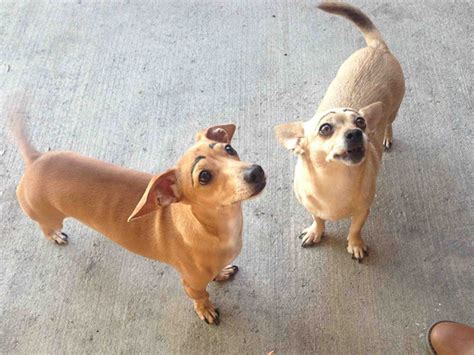 There's a reason we call them puppy dog eyes—those soulful, innocent expressions can sway when meeting a person's gaze, dogs often raise their inner eyebrow muscle to make their eyes look. Weird Internet Trend: Dogs With Makeup Eyebrows