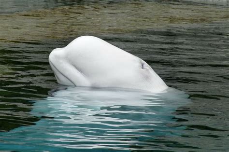 Beluga Whale In The Thames An Arctic Marine Mammal Seen In England