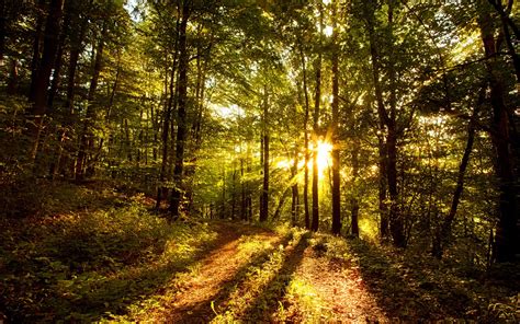 Wallpapers HD: Bosques - Naturaleza (08) Wallpapers (Fondo ...
