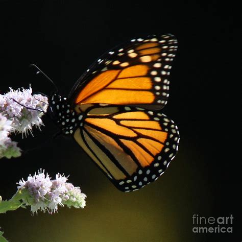 Monarch On Mint Butterfly Photograph By Colleen Snow Fine Art America