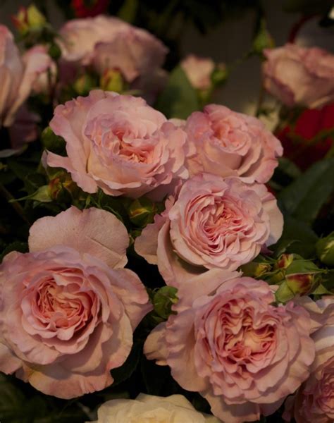 Garden Roses By Alexandra Farms Flirty Fleurs The Florist Blog