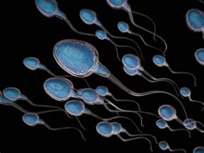 Sperm Morphology Tests And Results