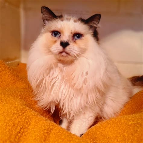 Penny Female Ragdoll Cat In Vic Petrescue