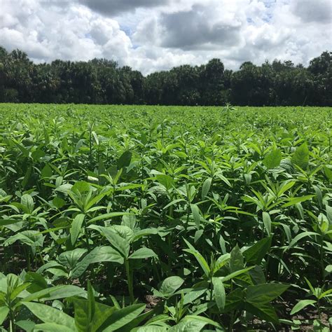 Sunn Hemp And Cowpea As Cover Crops In Florida UF IFAS Extension