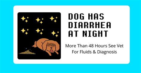 7 Normal Reasons Your Dog Has Diarrhea At Night And What To Do