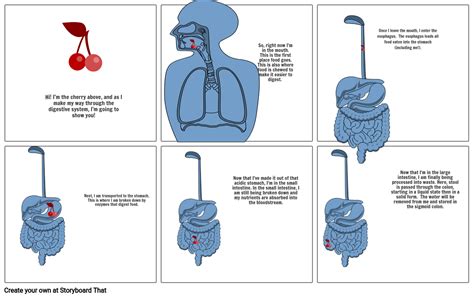 Digestion Story Anatomy Storyboard By C8216dfa