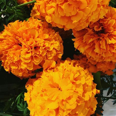 We did not find results for: Buy Marigold Flowers In Bulk Near Me - Pin On Wedding ...