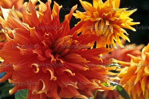 Bilder Dahlia Autumn Sunburst Bilder Von Pflanzen Und Gärten