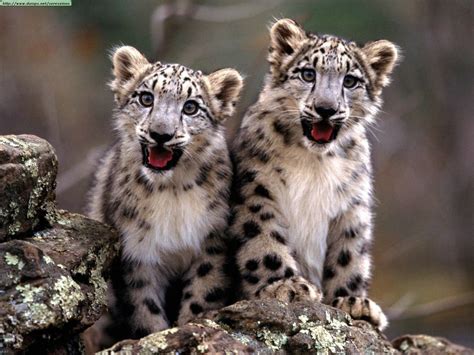 The Endangered Snow Leopard—habitat Feeding Habits And More Hubpages
