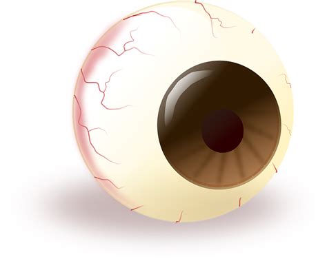 Eye Eyeball Brown · Free Vector Graphic On Pixabay