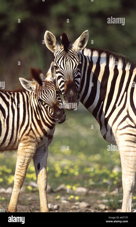 Baby Zebra Cute Hi Res Stock Photography And Images Alamy
