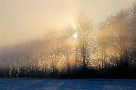 Free Picture Snow Cold Day Fog Tree Winter Mist Dawn Frost
